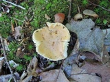 Hygrophorus laurae image