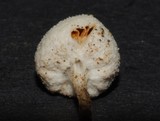 Tympanella galanthina image