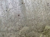 Arthonia pruinata image