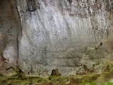 Arthonia pruinata image
