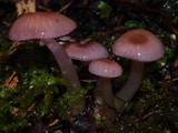 Gliophorus versicolor image