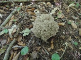 Polyporus umbellatus image