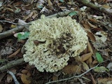 Polyporus umbellatus image
