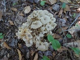 Polyporus umbellatus image