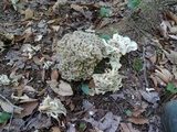 Polyporus umbellatus image