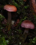 Gliophorus versicolor image