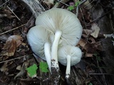 Megacollybia rodmanii image