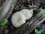 Megacollybia rodmanii image