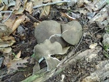 Megacollybia rodmanii f. murina image