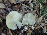 Megacollybia rodmanii f. murina image