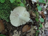 Megacollybia rodmanii f. murina image