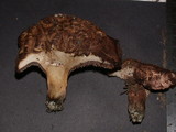 Sarcodon scabrosus image