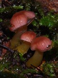 Gliophorus versicolor image