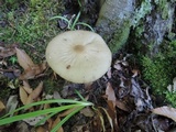Hymenopellis furfuracea image