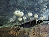 Marasmius capillaris image