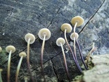 Marasmius capillaris image