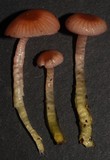 Gliophorus versicolor image