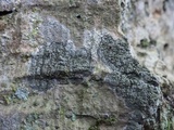 Enterographa hutchinsiae image