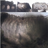 Enterographa hutchinsiae image