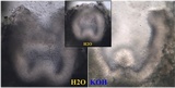 Enterographa hutchinsiae image