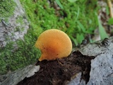 Pholiota granulosa image