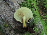 Pholiota granulosa image