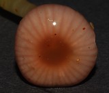 Gliophorus versicolor image