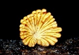 Schizophyllum umbrinum image