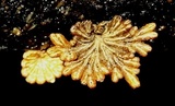 Schizophyllum umbrinum image