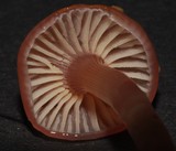 Gliophorus versicolor image