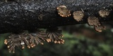 Schizophyllum umbrinum image