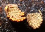Schizophyllum umbrinum image