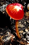 Hygrocybe hypohaemacta image