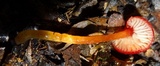 Hygrocybe hypohaemacta image