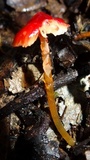 Hygrocybe hypohaemacta image