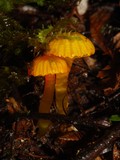 Gliophorus viscaurantius image