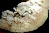 Tyromyces chioneus image