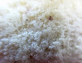 Tyromyces chioneus image