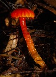 Gliophorus viscaurantius image