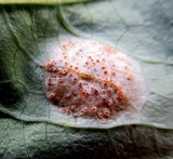 Puccinia komarovii image