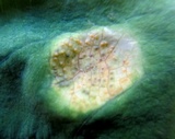 Puccinia komarovii image