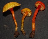 Gliophorus viscaurantius image