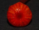 Gliophorus viscaurantius image