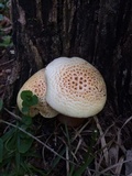 Neolentinus lepideus image