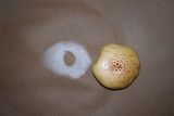 Neolentinus lepideus image