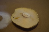 Neolentinus lepideus image