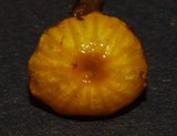 Gliophorus viscaurantius image