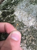 Rickenella fibula image