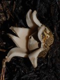 Geastrum triplex image