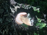 Xanthoconium affine image